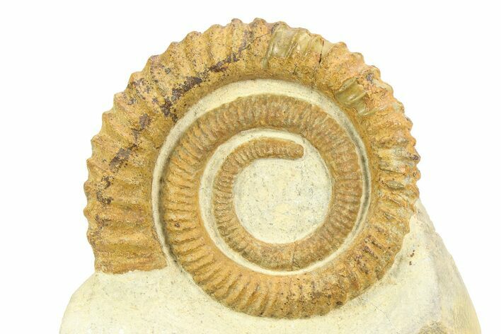 Early Devonian Ammonoid (Anetoceras) - Tazarine, Morocco #306899